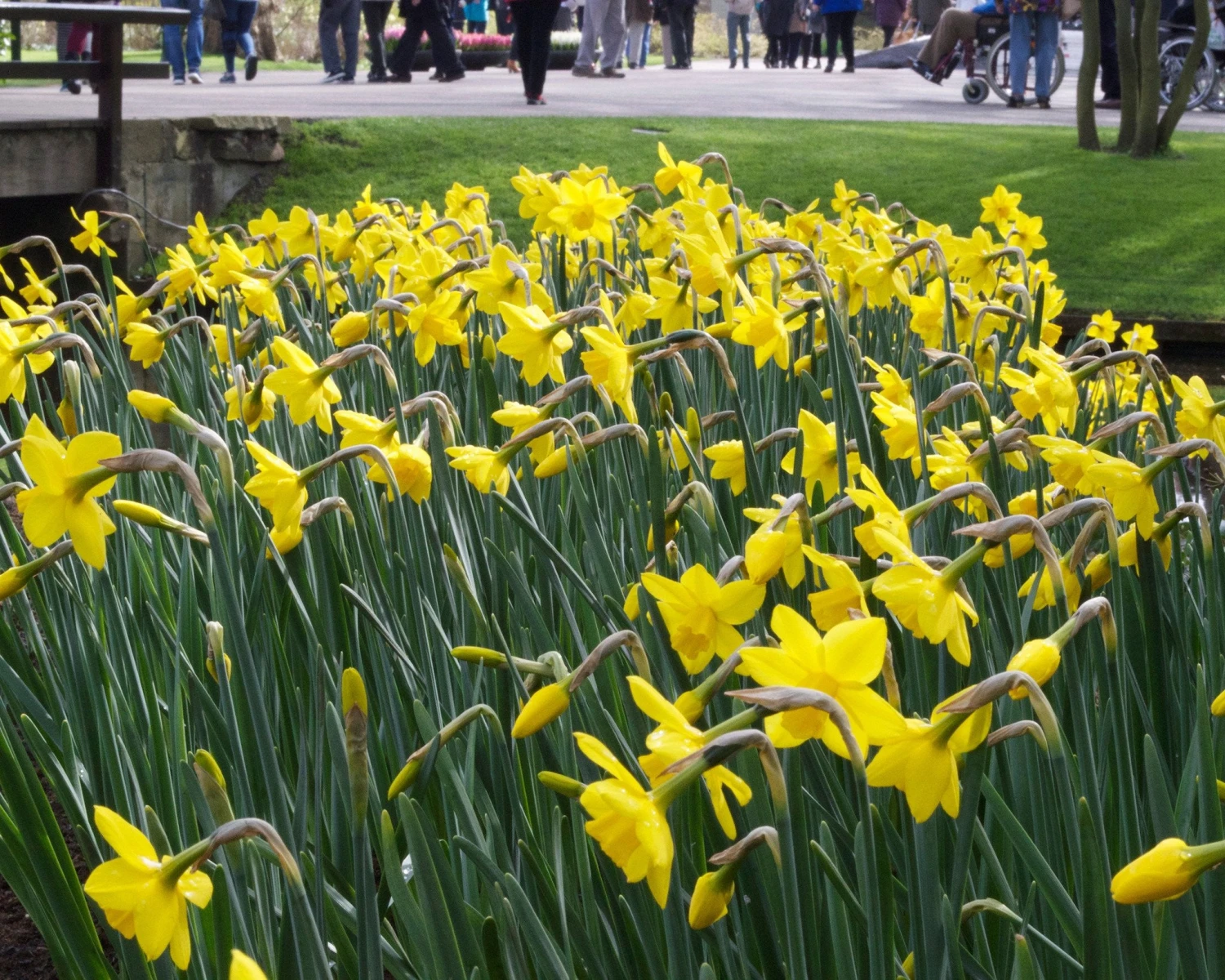 Narcissus 'Sweetness' 3 Narcissus 'Sweetness' - Image 3