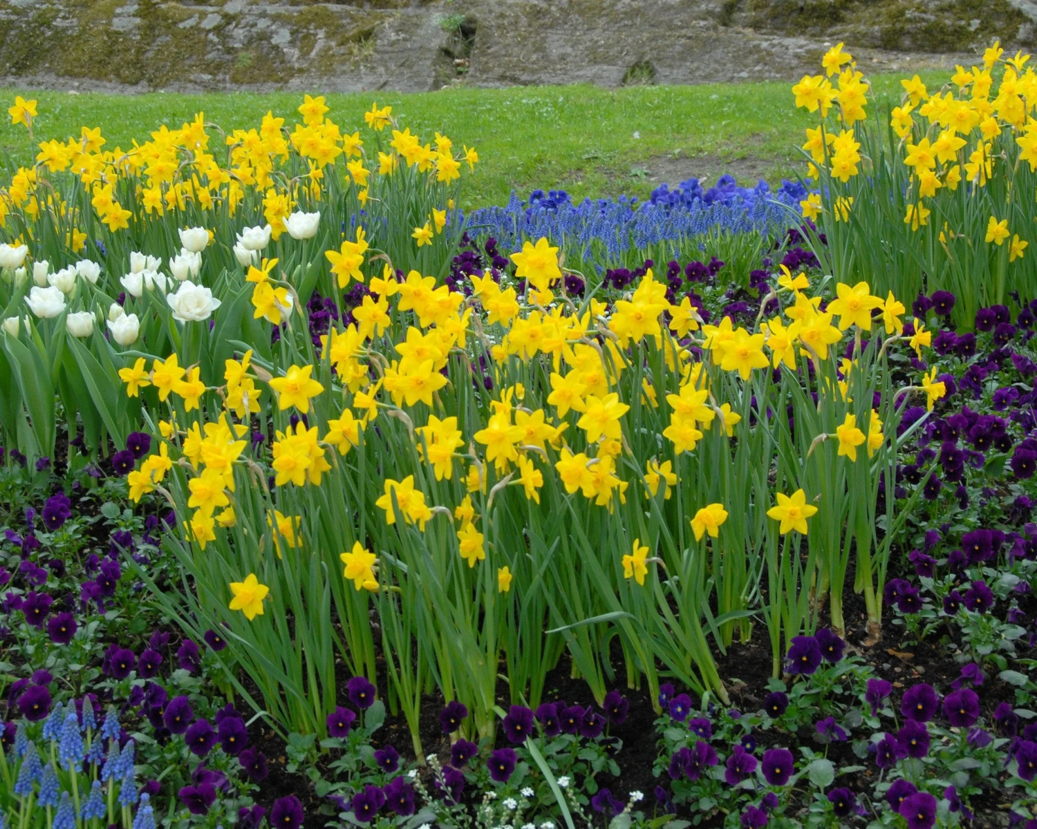 Narcissus 'Sweetness' 2 Narcissus 'Sweetness' - Image 2