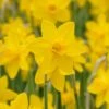 Narcissus 'Sweetness'