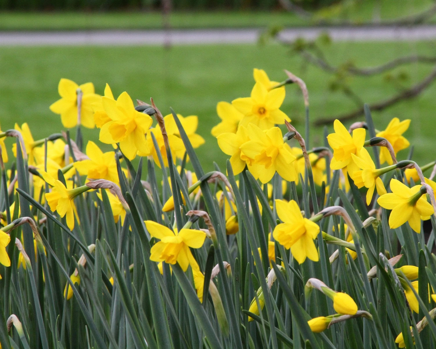 Narcissus 'Sweetness' 4 Narcissus 'Sweetness' - Image 4