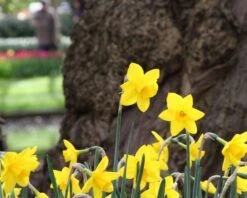 Narcissus 'Sweetness' 17 Narcissus 'Sweetness' -Plants And Flowers Shop narcissus sweetness 8