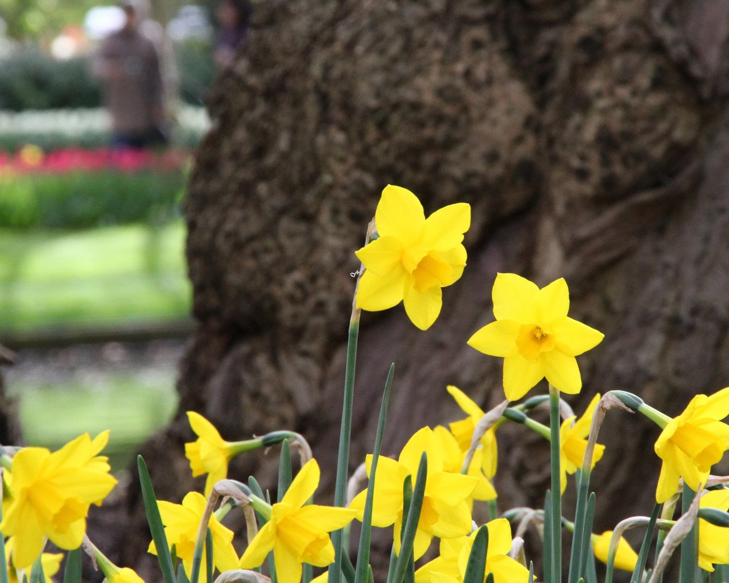Narcissus 'Sweetness' 9 Narcissus 'Sweetness' - Image 9