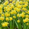 Narcissus 'Tête à Tête'