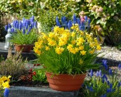 Narcissus 'Tête à Tête' -Plants And Flowers Shop narcissus tete a tete 12