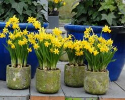 Narcissus 'Tête à Tête' -Plants And Flowers Shop narcissus tete a tete 13