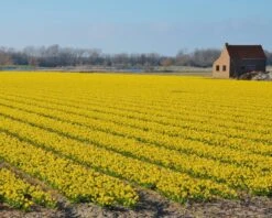 Narcissus 'Tête à Tête' -Plants And Flowers Shop narcissus tete a tete 14