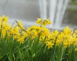 Narcissus 'Tête à Tête' -Plants And Flowers Shop narcissus tete a tete 17