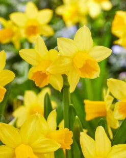 Narcissus 'Tête à Tête XXL' -Plants And Flowers Shop narcissus tete a tete xxl 0