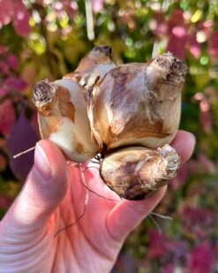 Narcissus 'Tête à Tête XXL' -Plants And Flowers Shop narcissus tete a tete xxl 0 047492ca c9d0 4ac1 aca2 baa9ed9ba25c