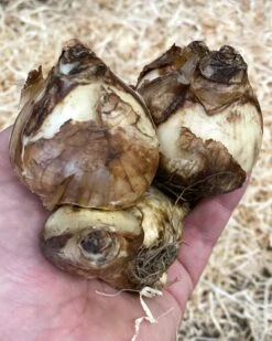 Narcissus 'Tête à Tête XXL' -Plants And Flowers Shop narcissus tete a tete xxl 1