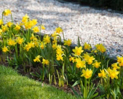 Narcissus 'Tête à Tête XXL' -Plants And Flowers Shop narcissus tete a tete xxl 3