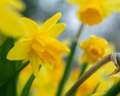 Narcissus 'Tête à Tête XXL' -Plants And Flowers Shop narcissus tete a tete xxl 4