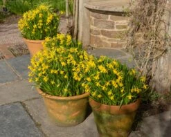 Narcissus 'Tête à Tête XXL' -Plants And Flowers Shop narcissus tete a tete xxl 5