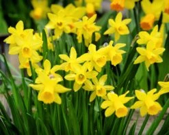 Narcissus 'Tête à Tête XXL' -Plants And Flowers Shop narcissus tete a tete xxl 7