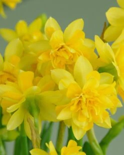 Narcissus 'Tête Bouclé' -Plants And Flowers Shop narcissus tete de luxe 1