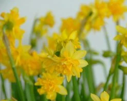 Narcissus 'Tête Bouclé' -Plants And Flowers Shop narcissus tete de luxe 2