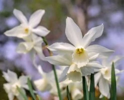 Narcissus 'Thalia' -Plants And Flowers Shop narcissus thalia 0