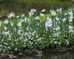 Narcissus 'Thalia' -Plants And Flowers Shop narcissus thalia 1