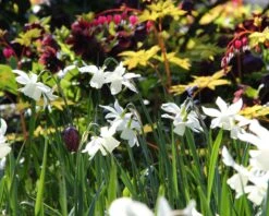 Narcissus 'Thalia' -Plants And Flowers Shop narcissus thalia 10