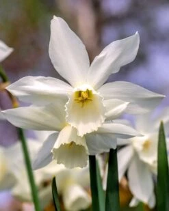 Narcissus 'Thalia'