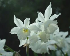 Narcissus 'Thalia' -Plants And Flowers Shop narcissus thalia 2