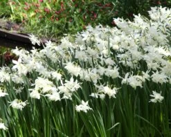 Narcissus 'Thalia' -Plants And Flowers Shop narcissus thalia 20