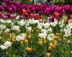 Narcissus 'Thalia' -Plants And Flowers Shop narcissus thalia 2 ccaefb35 1d77 434c b188 7b9a5b6e5616