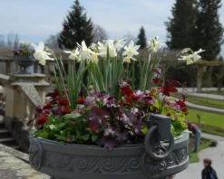 Narcissus 'Thalia' -Plants And Flowers Shop narcissus thalia 5