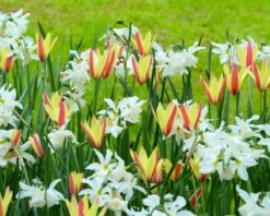 Narcissus 'Thalia' -Plants And Flowers Shop narcissus thalia 6