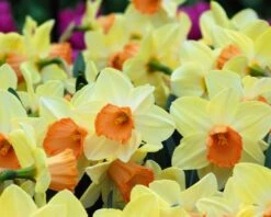 Narcissus 'Tickled Pinkeen' -Plants And Flowers Shop narcissus tickled pinkeen 3