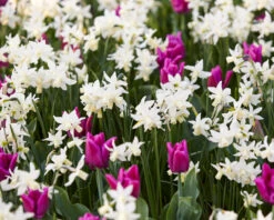 Narcissus 'Toto' -Plants And Flowers Shop narcissus toto 2