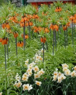 Narcissus 'Trepolo' 9 Narcissus 'Trepolo' -Plants And Flowers Shop narcissus trepolo 1