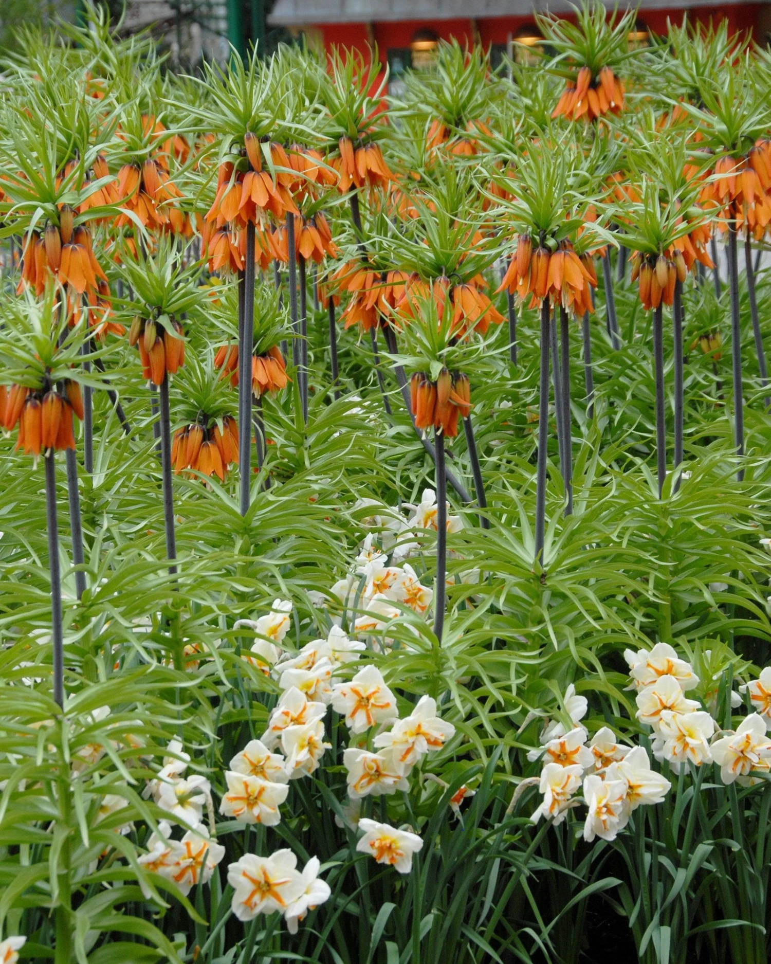 Narcissus 'Trepolo' 4 Narcissus 'Trepolo' - Image 4