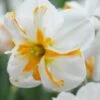 Narcissus 'Trepolo'