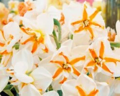 Narcissus 'Trepolo' 8 Narcissus 'Trepolo' -Plants And Flowers Shop narcissus trepolo 3