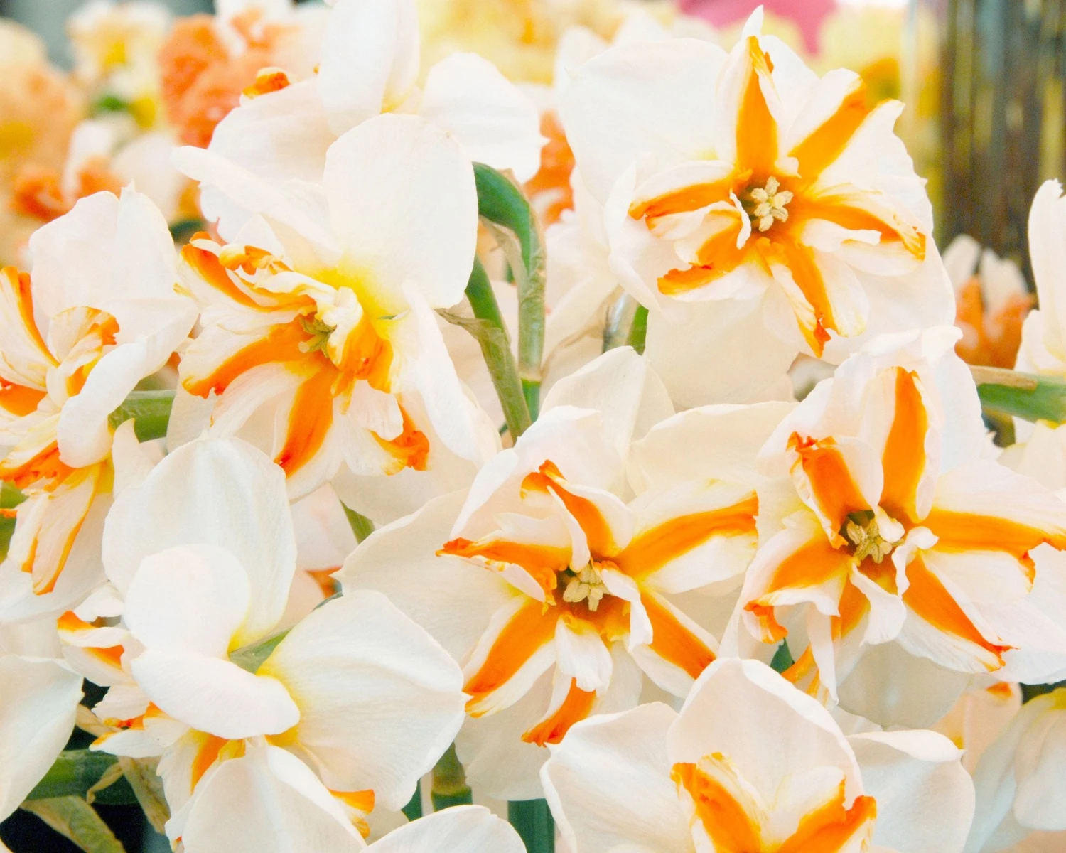 Narcissus 'Trepolo' 3 Narcissus 'Trepolo' - Image 3