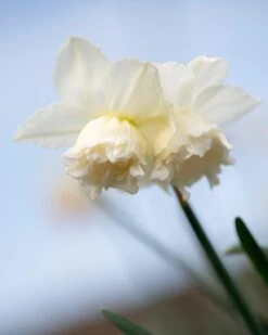 Narcissus 'White Marvel' -Plants And Flowers Shop narcissus white marvel 1