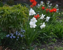 Narcissus 'White Marvel' -Plants And Flowers Shop narcissus white marvel 10