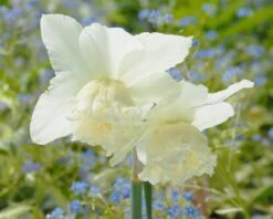 Narcissus 'White Marvel' -Plants And Flowers Shop narcissus white marvel 11