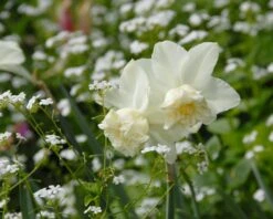 Narcissus 'White Marvel' -Plants And Flowers Shop narcissus white marvel 12