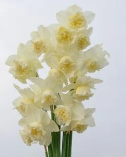 Narcissus 'White Marvel' -Plants And Flowers Shop narcissus white marvel 13