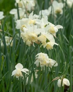 Narcissus 'White Marvel' -Plants And Flowers Shop narcissus white marvel 15