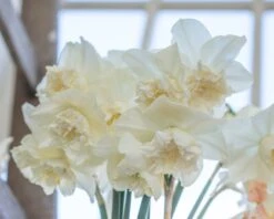 Narcissus 'White Marvel' -Plants And Flowers Shop narcissus white marvel 16