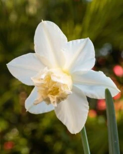 Narcissus 'White Marvel' -Plants And Flowers Shop narcissus white marvel 2