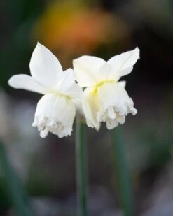Narcissus 'White Marvel' -Plants And Flowers Shop narcissus white marvel 3