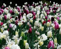 Narcissus 'White Marvel' -Plants And Flowers Shop narcissus white marvel 4
