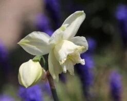Narcissus 'White Marvel' -Plants And Flowers Shop narcissus white marvel 5