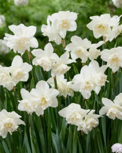 Narcissus 'White Marvel' -Plants And Flowers Shop narcissus white marvel 6