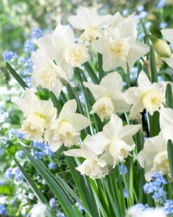 Narcissus 'White Marvel' -Plants And Flowers Shop narcissus white marvel 8