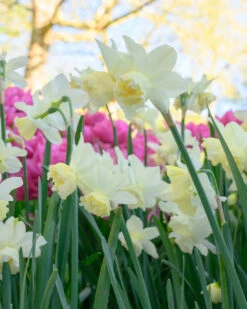Narcissus 'White Marvel' -Plants And Flowers Shop narcissus white marvel 9